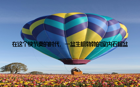 在这个快节奏的时代, 一盆生机勃勃的室内石榴盆栽, 不仅能为家居环境增添一抹亮色, 更能为忙碌的生活带来一份宁静与惬意