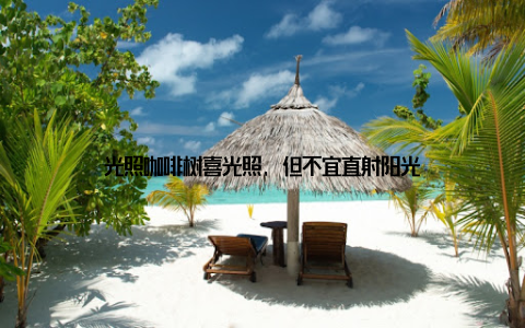 光照咖啡树喜光照, 但不宜直射阳光