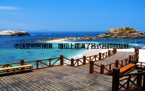 市场里熙熙攘攘, 摊位上摆满了各式各样的盆栽, 从常见的绿萝、吊兰, 到珍稀的兰花、多肉植物, 应有尽有