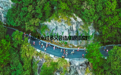 但浇水过多又会造成根部腐烂