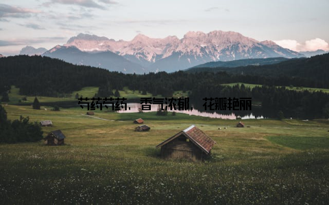 芍药芍药, 香气浓郁, 花瓣艳丽