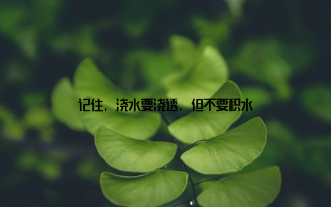 记住, 浇水要浇透, 但不要积水