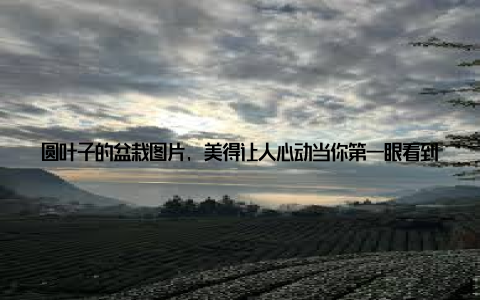 圆叶子的盆栽图片, 美得让人心动当你第一眼看到圆叶子的盆栽图片, 是不是被它们那圆润、翠绿的叶子所吸引? 每一片叶子都像是精心雕琢的艺术品, 充满了生命的活力