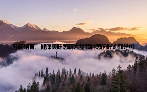 轻松培育, 健康美味葱蒜大盆栽种葱的好处就是可以随时观察葱的生长状态, 一旦发现土壤干燥, 就及时浇水