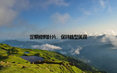 定期修剪叶片, 保持株型美观