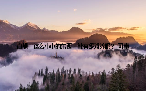 心想, 这么小小的东西, 能有多难养呢? 可事实却让我大跌眼镜, 原来盆栽养护也是一门大学问啊! 不过, 别担心, 只要跟着我的脚步, 相信你也能轻松掌握家庭绿植养殖技巧