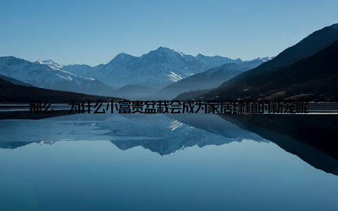 那么, 为什么小富贵盆栽会成为家居绿植的新宠呢? 原因有以下几点 视觉美小富贵盆栽的叶片翠绿, 叶形优美, 具有很强的观赏价值