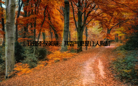 玫瑰不仅美丽, 其香气更是让人陶醉