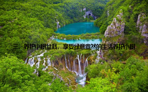 三、养护小树盆栽, 享受绿意盎然的生活养护小树盆栽并非难事, 只需掌握一些基本技巧, 就能让小树茁壮成长