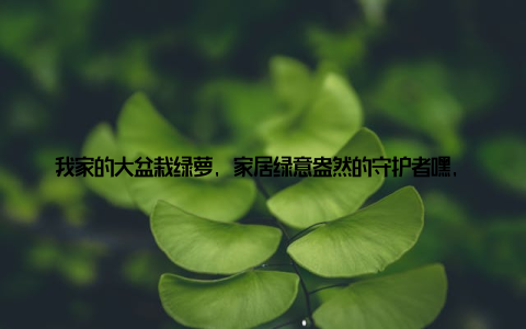 我家的大盆栽绿萝, 家居绿意盎然的守护者嘿, 各位亲爱的朋友们, 今天我要和大家分享我家的秘密武器那盆绿油油的大盆栽绿萝! 这可不是普通的植物, 它可是我家家居环境中的绿意盎然, 也是净化空气的小能手