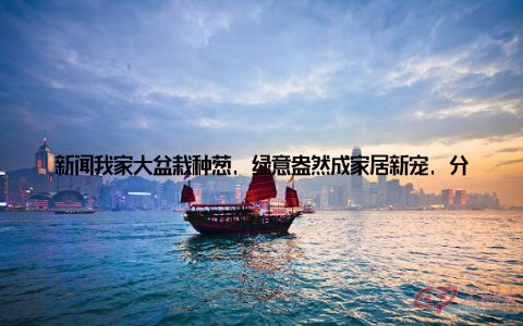 新闻我家大盆栽种葱, 绿意盎然成家居新宠, 分享种葱心得, 感受生活之美! 近年来, 盆栽植物逐渐成为家居装饰的新宠