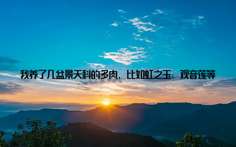 我养了几盆景天科的多肉, 比如虹之玉、观音莲等, 它们色彩斑斓, 形态各异, 每次看到它们都让我心情愉悦