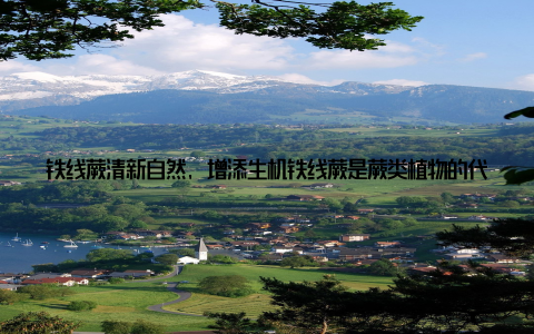 铁线蕨清新自然, 增添生机铁线蕨是蕨类植物的代表, 其独特的线条和细腻的叶片, 给人一种清新自然的感觉