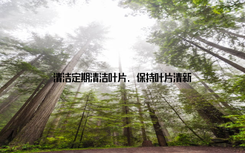 清洁定期清洁叶片, 保持叶片清新