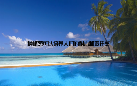 种植葱可以培养人们的耐心和责任感
