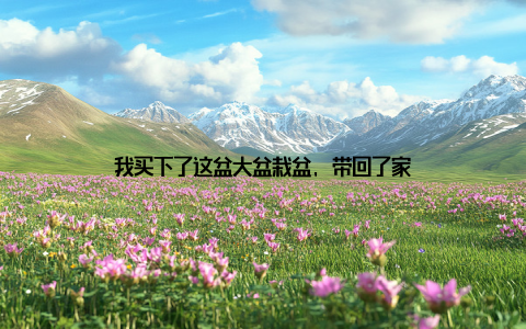 我买下了这盆大盆栽盆, 带回了家